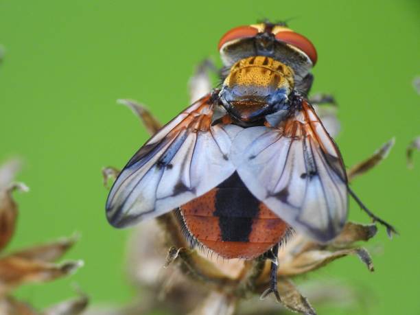 mosca parassita - male animal mammal animals in the wild fur foto e immagini stock