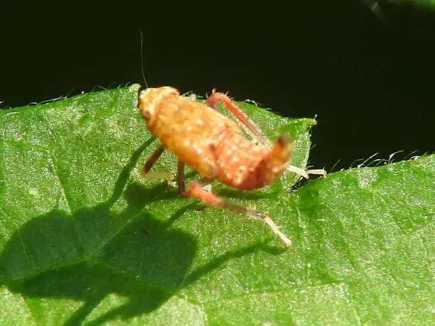 Cicadella nimph