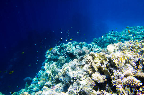 istock Coral fish near the ridge crest 993783356