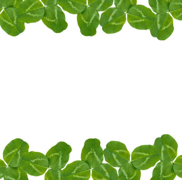 istock clover leaves isolated on white background. St.Patrick 's Day 993785694