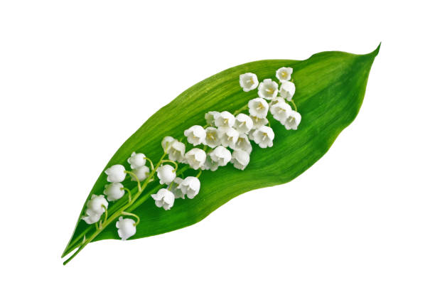 istock flowers lily of the valley 993785864