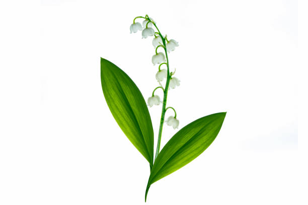 istock Lily of the valley flower 993785976
