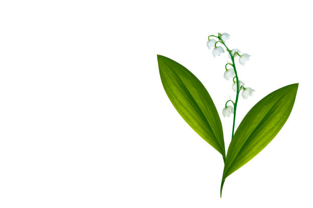istock Lily of the valley flower 993786046