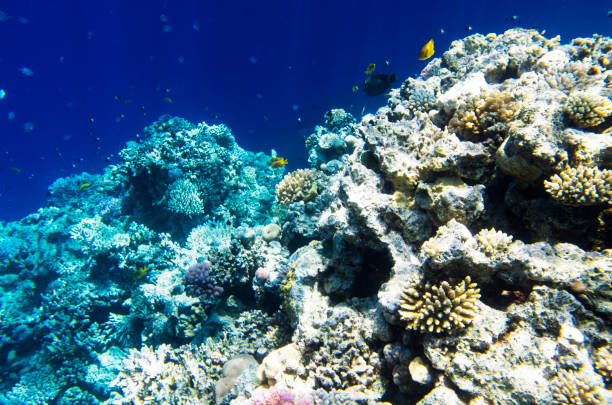istock Coral reef at the edge of the depth 993786132