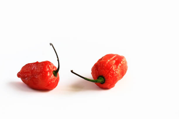 Two Red Bhoot Jolokia Spicy ghost peppers isolated in white background with space for text