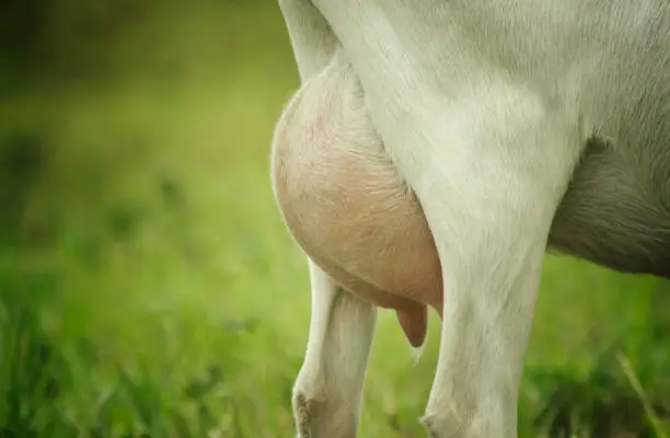 Goats udder full of milk. Side view photo