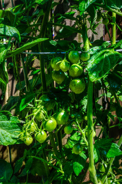 Home garden grape tomato plant with near-ripe tomaotes, next to al old fence. Home garden grape tomato plant with near-ripe tomaotes, next to al old fence. tomato cages stock pictures, royalty-free photos & images