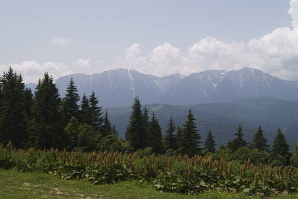 istock View from the Baiului Mountains, Romania 993789208
