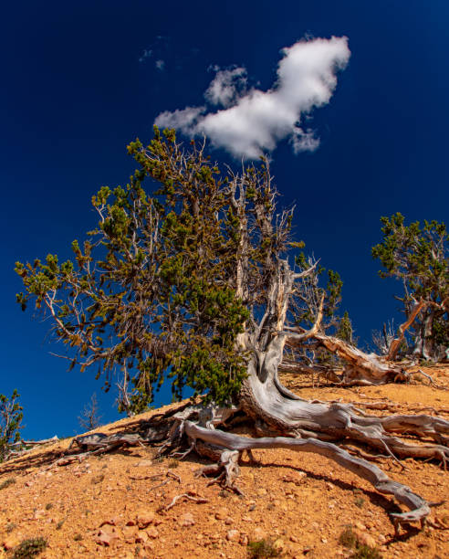 istock The Roots of the Bristlecone Pine Search for Nourishment 993792012