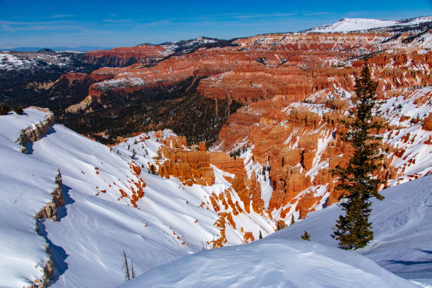 istock A Lone Pine Overlooks Cedar Breaks in Winter 993792078