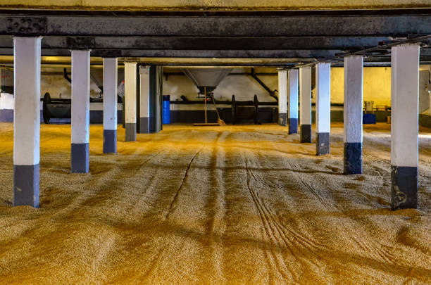 istock Barley malt on malting floor in the distillery, Scotland 993792636