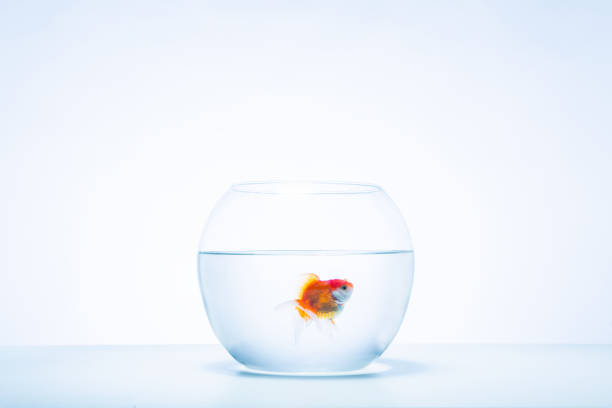 istock A single goldfish in a bowl 993792678