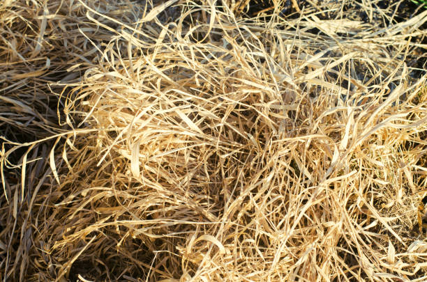 istock dry grass, straw and hay, texture for design, close-up, selective focus 993799384