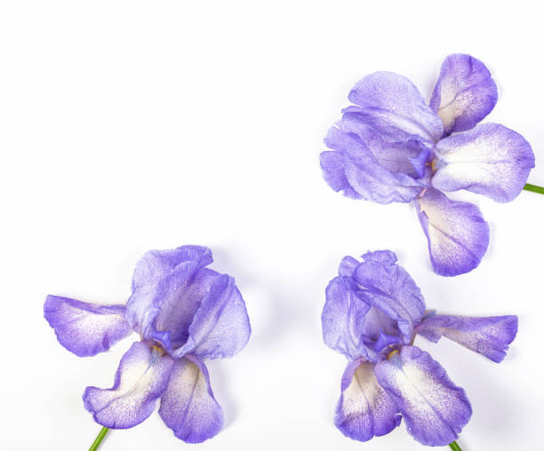 istock Three purple irises on white background. Top view with copy space. Flat lay. 993799716