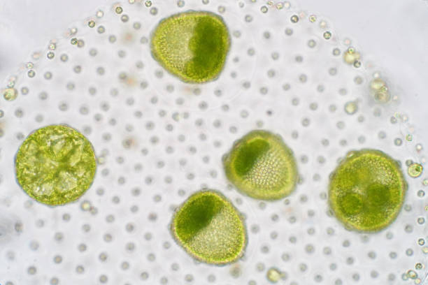 ボルボックスは、chlorophyte グリーン藻類や植物プランクトンの多元的な属であります。 - asexual reproduction ストックフォトと画像