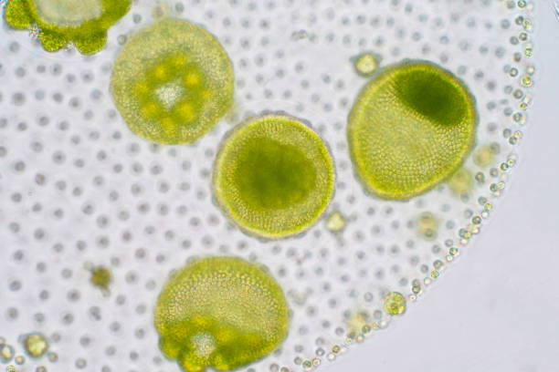 volvox ist ein polyphyletisch gattung chlorophyte grünalgen oder phytoplankton. - kugelalgen stock-fotos und bilder