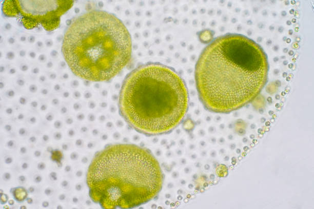 ボルボ�ックスは、chlorophyte グリーン藻類や植物プランクトンの多元的な属であります。 - asexual reproduction ストックフォトと画像