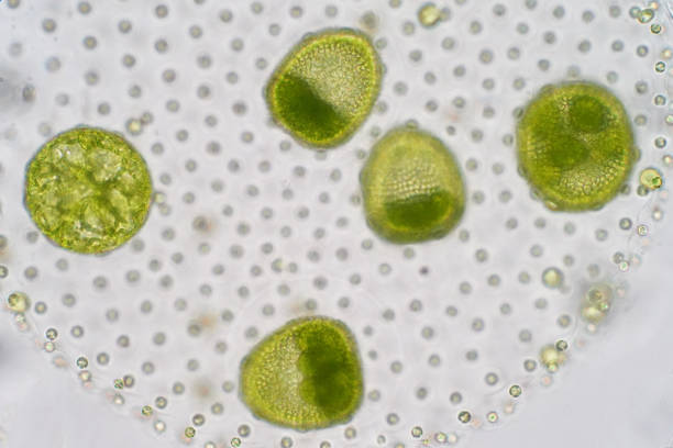 istock Volvox is a polyphyletic genus of chlorophyte green algae or phytoplankton. 993949076