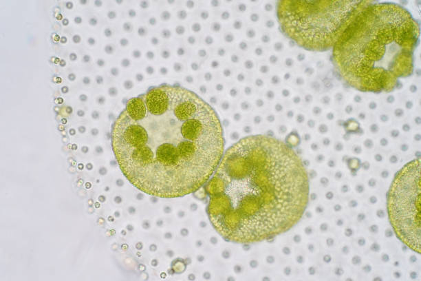 istock Volvox is a polyphyletic genus of chlorophyte green algae or phytoplankton. 993949080