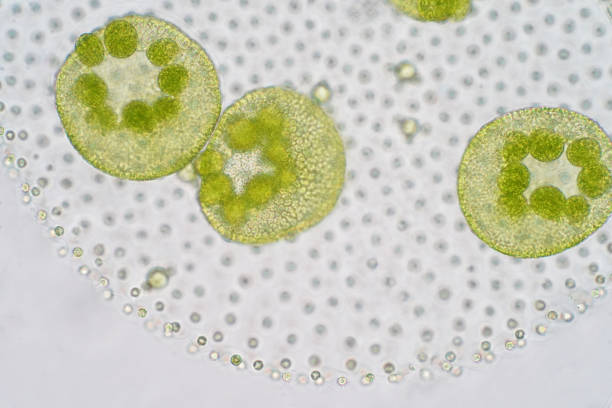 volvox ist ein polyphyletisch gattung chlorophyte grünalgen oder phytoplankton. - kugelalgen stock-fotos und bilder