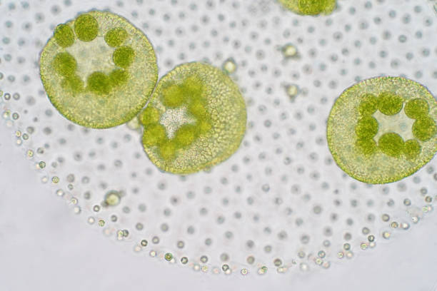 istock Volvox is a polyphyletic genus of chlorophyte green algae or phytoplankton. 993949084