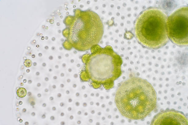 istock Volvox is a polyphyletic genus of chlorophyte green algae or phytoplankton. 993949086