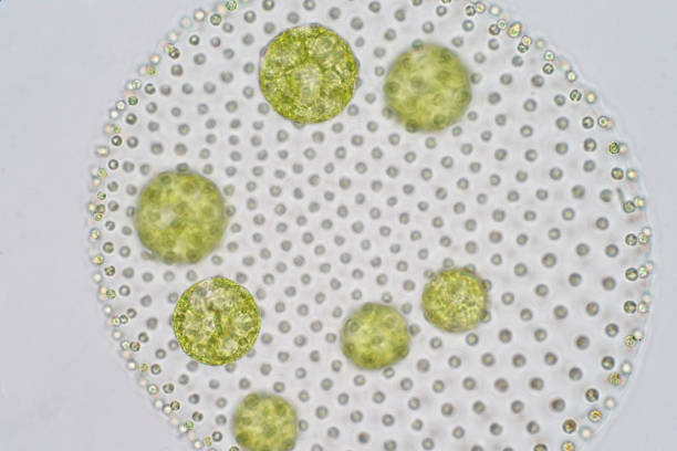 istock Volvox is a polyphyletic genus of chlorophyte green algae or phytoplankton. 993949088
