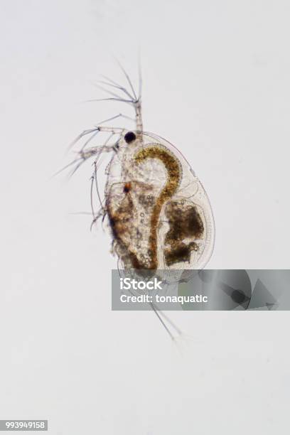 Water Fly Microscope Water Flea Under Microscope View For Education Stock Photo - Download ...