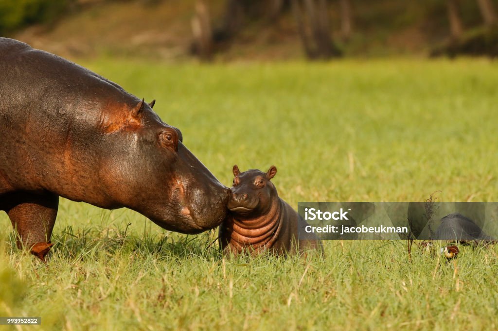 Animal mammal hippo mother baby young born grass wildlife Africa nature savanna water Hippopotamus Stock Photo