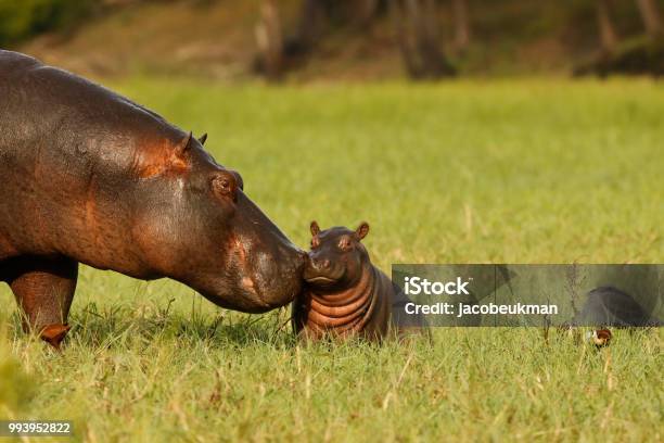 Animal Mammal Hippo Mother Baby Young Born Grass Wildlife Africa Nature Savanna Water Stock Photo - Download Image Now