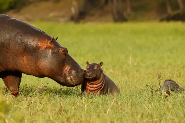 Animal mammal hippo mother baby young born grass wildlife Africa nature savanna water