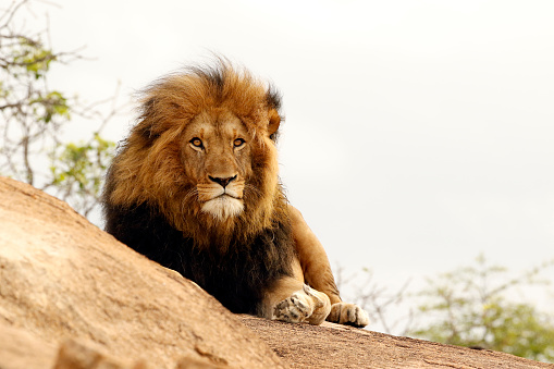 Animal mammal lion male rock mane pride king danger predator wildlife Africa savanna nature Kruger