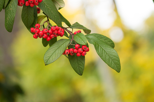Branch of decorative Hollyberry Cotoneaster tree shot with shallow depth of field in autumn in Hamburg, Germany