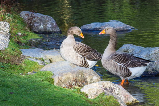 istock A Pair of Greylag Geese beside a pond. 993953790