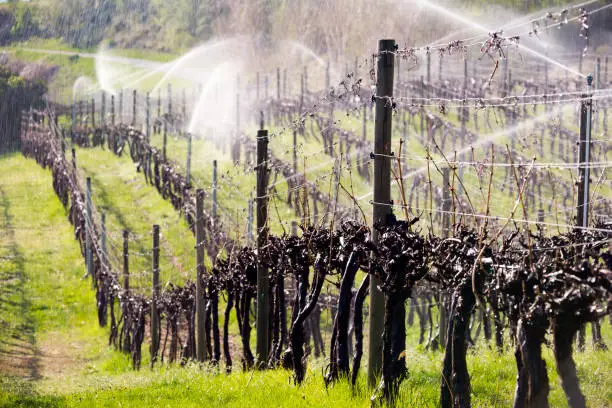 Water irrigation sprinkler spraying water mist on dormant grapevines in the morning in the Okanagan Valley, British Columbia, Canada.