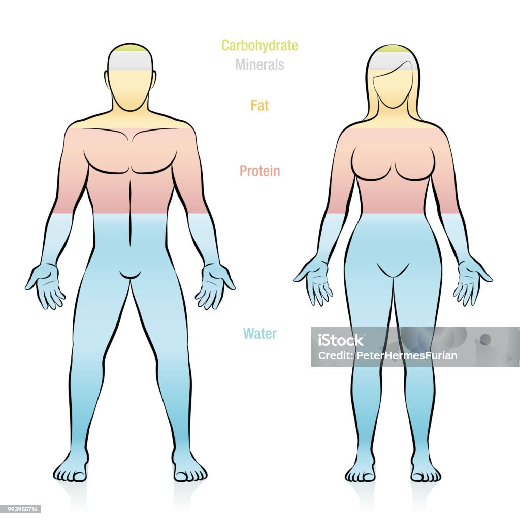 Composition des principales molécules qui composent une femme de poids normal. Eau, graisses, protéines, minéraux et glucides. Illustration des éléments de base du corps humain. - clipart vectoriel de Balance libre de droits