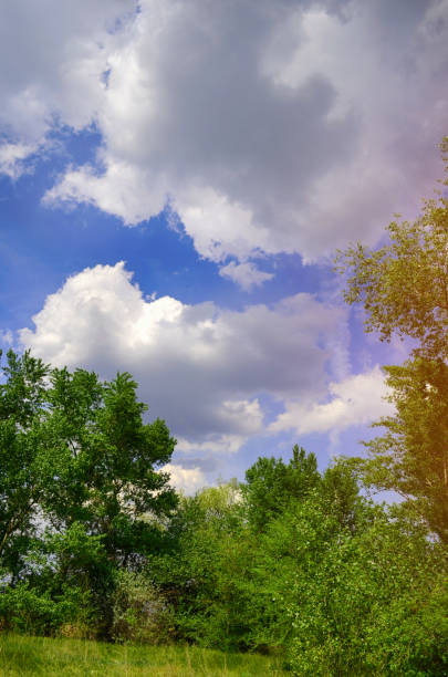 istock beautiful view in the forest. glade. trees, green grass, blue clouds. nature wallpaper. spring, summer, sun warmth 993957346
