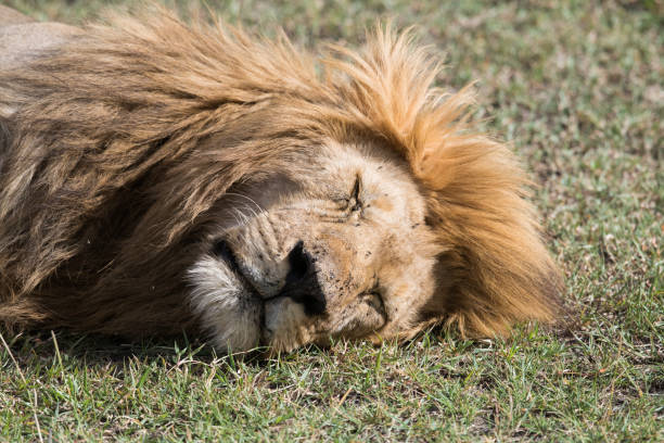 istock Lion sleeping on grass with flies on the face 993961458