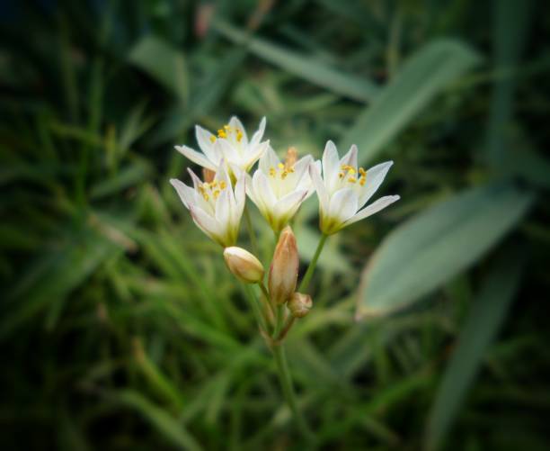 istock Group of small white flowers with stamens and yellow pollen 993961752