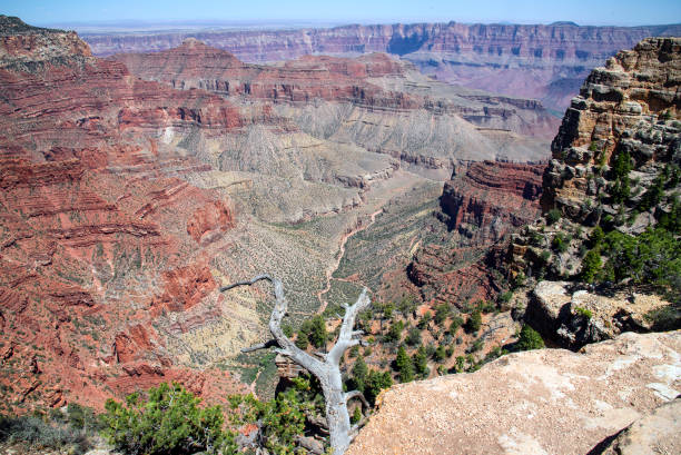 istock Branch over the Grand Canyon 993962454