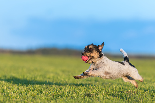 Dog with ball in his mouth is running across the meadow against a blue sky as background. Small cute Jack Russell Terrier 2 years old