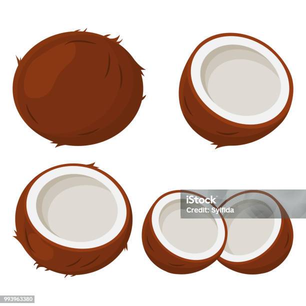 Set Of Coconut Vector Illustration Stock Illustration - Download Image Now - Coconut, Coconut Palm Tree, Vector