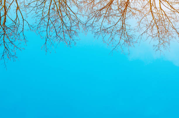A photograph capturing the upper branches of a tree devoid of foliage set against the backdrop of a vividly clear blue sky. Shot in Denmark, this image evokes seasonal transitions and natural beauty.