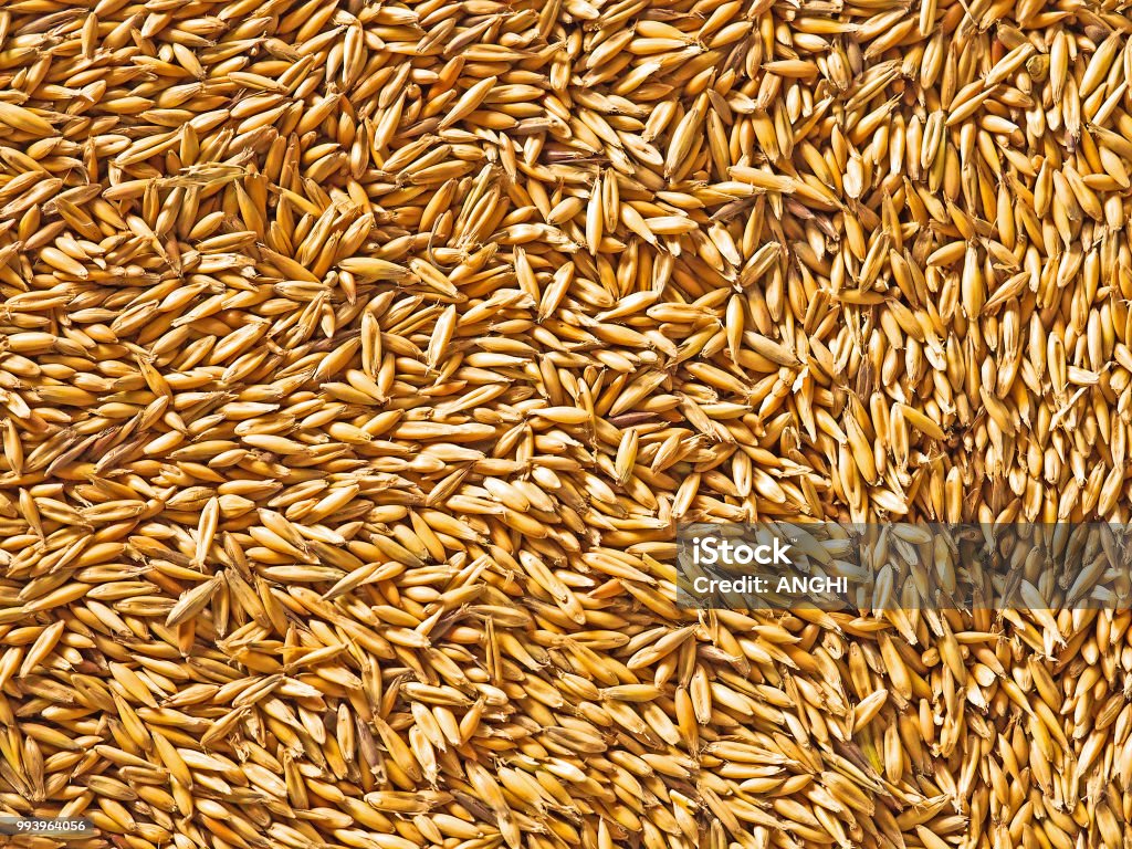 Multitude of natural oat grains background, close-up. Avena sativa cereal grain surface Abundance Stock Photo