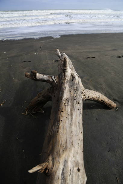 istock Driftwood facing the sea 993964926