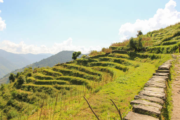 istock Rice terraces by a trek path in Nepal mountains 993965202