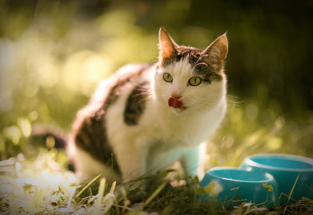 hungry cat drink milk from blue bowl lick his lips with tongue