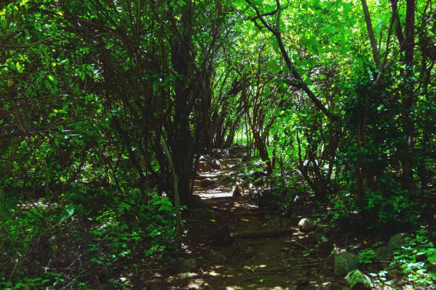 istock Trail in the middle of the woods. 993965806