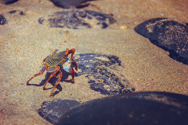 istock Crab basking in the sand of a beach. 993966682
