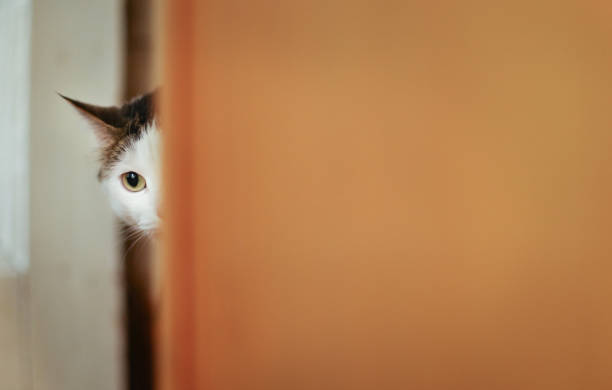 istock hungry cat drink milk from blue bowl lick his lips 993966824
